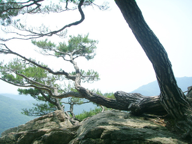 송화정 이미지
