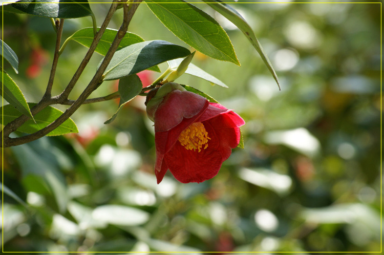 어린왕자의들꽃사랑마을은하별
