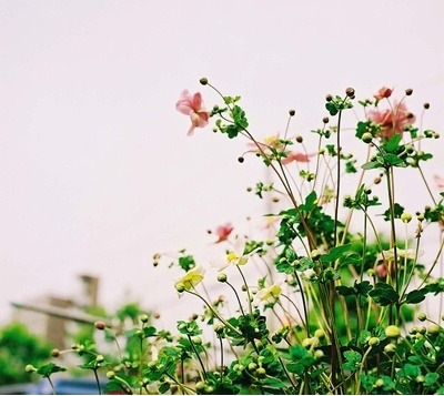 바람향기 이미지