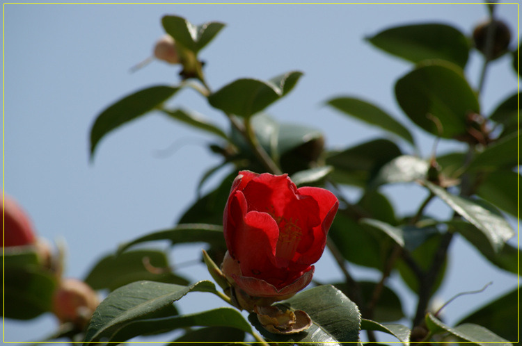 어린왕자의들꽃사랑마을은하별