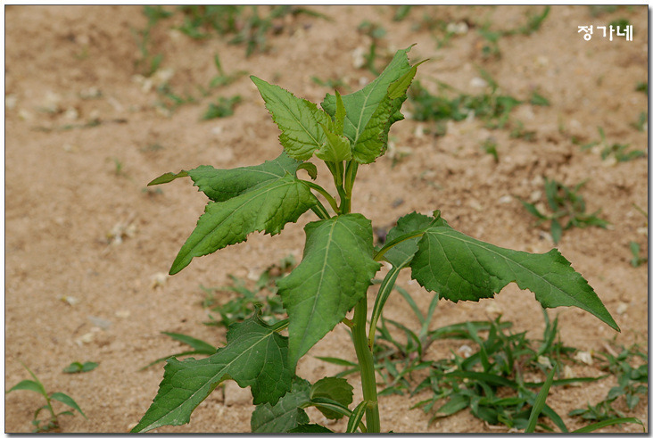 �̹����� Ŭ���ϸ� ������ ���� �� �ֽ��ϴ�.