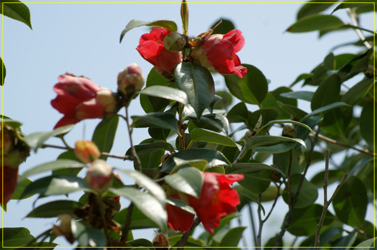 어린왕자의들꽃사랑마을은하별