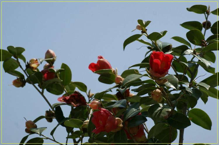 어린왕자의들꽃사랑마을은하별
