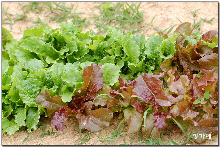 �̹����� Ŭ���ϸ� ������ ���� �� �ֽ��ϴ�.