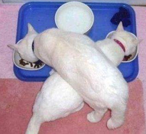 떡.보 이미지