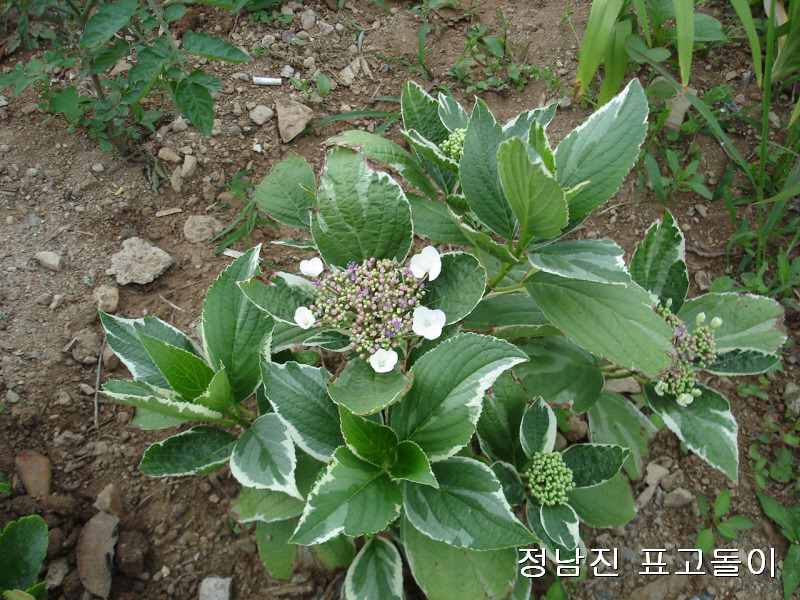 신기농원 이미지