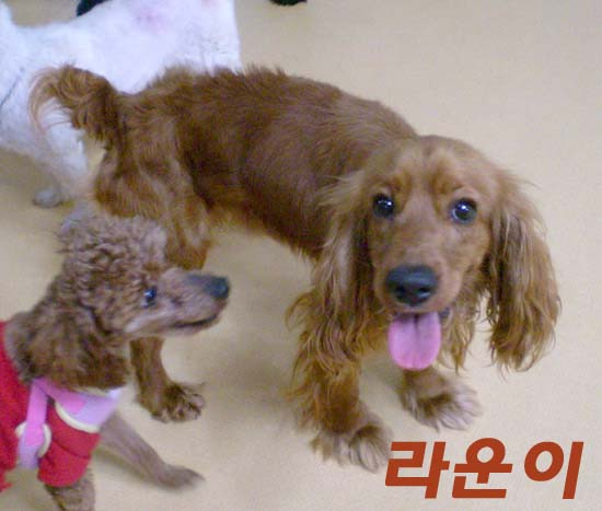 라운 이미지
