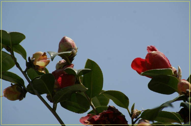 어린왕자의들꽃사랑마을은하별